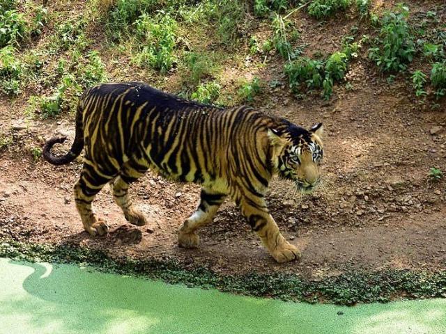 Black Tiger In Nandankanan Zoo