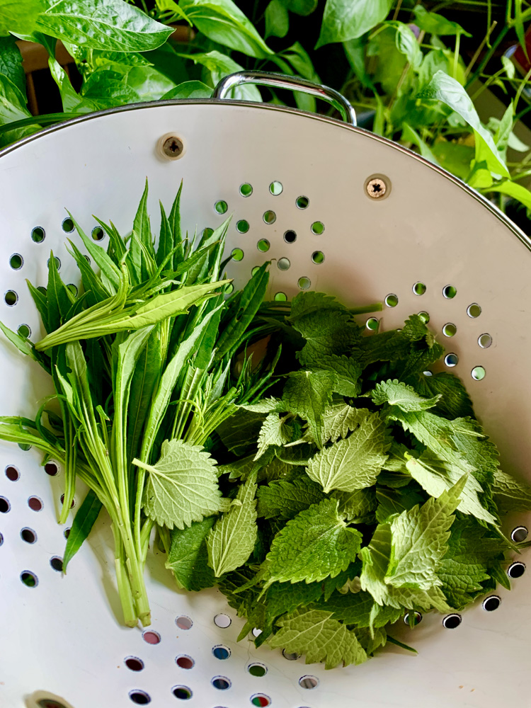 Fireweed and nettle in a white sieve