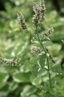 Menthe à feuilles rondes - Mentha suaveolens - Menthe odorante - Menthe suave