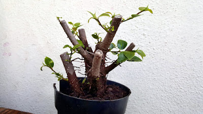 cutting for bonsai