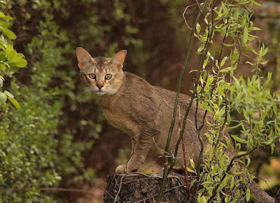 Sejarah Kucing Chausie