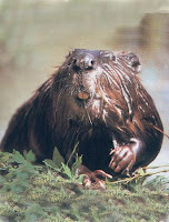 Beaver