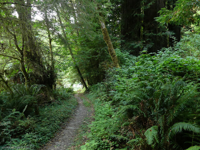 big trees in a cluster to the side of the trail