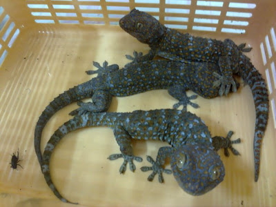 cicak com dicicak gecko