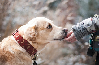 Cream and white dog taking a treat from a persons hand who is out of shot