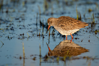 Wildlifefotografie Rotschenkel Ochsenmoor Olaf Kerber