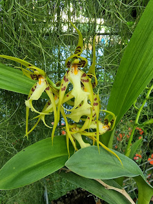 Brassia cochleata - The Ear-Like Brassia care and culture