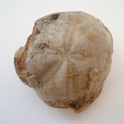 Fossil Sea Urchin Echinoid 