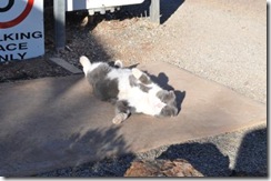 peters cat