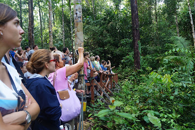 Melihat orang hutan di Semenggoh Wild Center