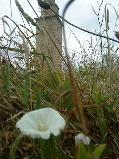 Flower and Tower   Sprint in Tower of Hercules (Corunna, Spain)   by E.V.Pita   http://evpita.blogspot.com/2011/05/flower-and-tower-flores-torre-de.html   Flores + Torre de Hércules  (Primavera en Torre de Hércules, A Coruña)  por E.V.Pita