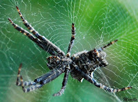 Araña orbitela de las chumberas(Cyrtophora citricola).