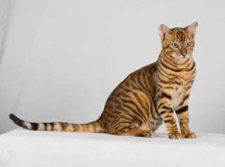 toyger cat breeder information pets kittens animal domestic