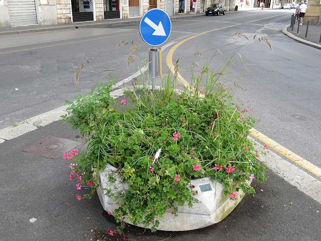 Neglected planter, via Grande, Livorno