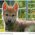 Cientistas flagram lobos brincando de buscar a bola com humanos