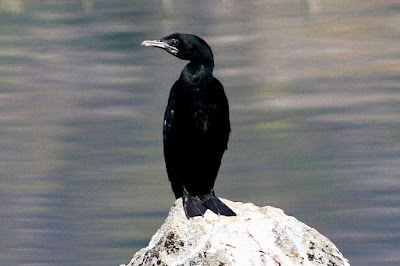 "The Little Cormorant (Microcarbo niger) is a beautiful black waterbird with a thin neck and beak that sits on the water's edge. Known across Asia for its adept diving and fishing in freshwater settings. In this natural setting, its gleaming plumage adds to its beauty."