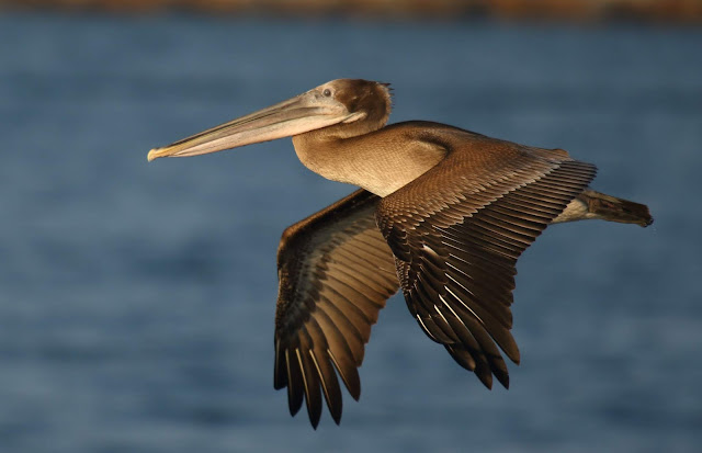 Brown Pelican