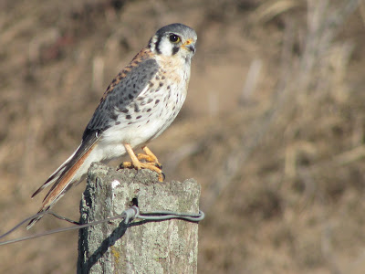 Halconcito colorado Falco sparverius