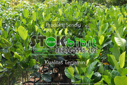 Ketapang                                    ciri ciri pohon ketapang