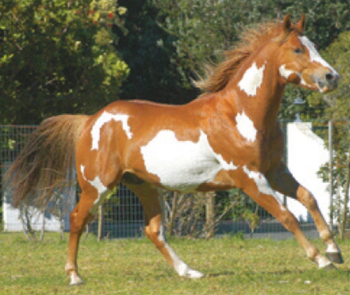American Paint Horse : Facts gentle temperament and easygoing.