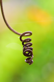 dry tendril swirl and knot on bokeh background