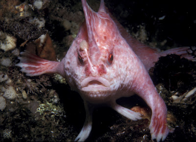 Are handfish walking towards extinction?  Seen On www.coolpicturegallery.us