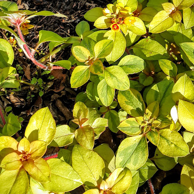 Família: Primulaceae Nome científico: Lysimachia procumbens ‘Aurea’ Sinonímia: Nome(s)Popular(es): Yellow Creeping Jenny[Ing]; Lisimáquia[Por].