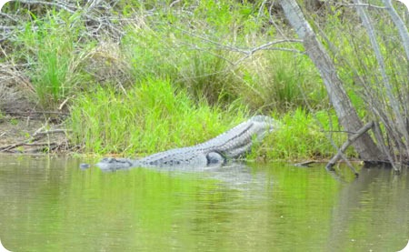 alligator