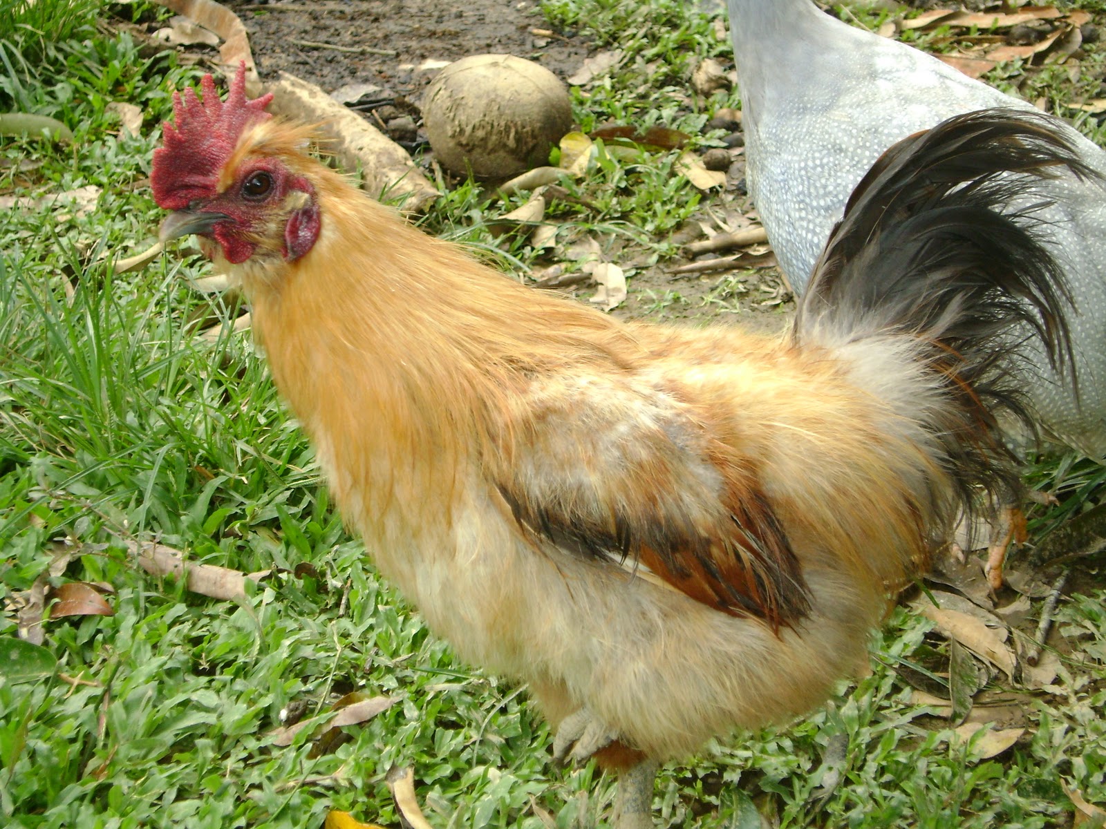 Ayam belanda sadi kelantan