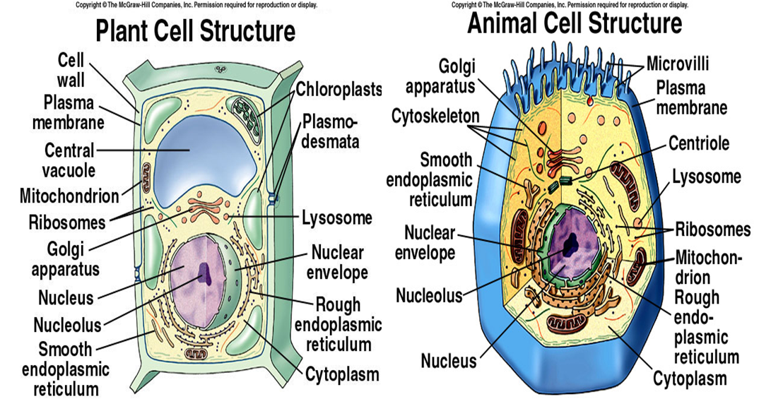  Gambar  detil dan  perbedaan Sel  Hewan  dan  Sel  Tumbuhan  