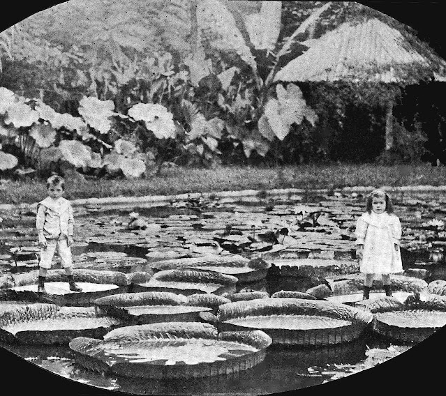 1912 Victoria Amazonica Lilies in an old photograph