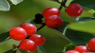 Honeysuckle fruit images wallpaper