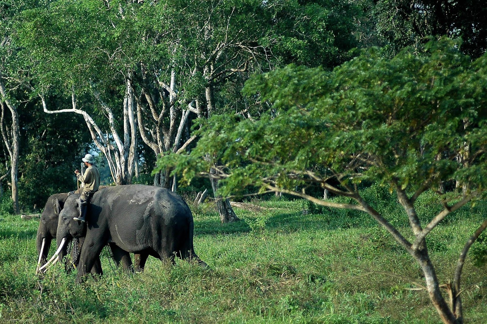 Taman Nasional Way  Kambas  Alam Indonesiaku