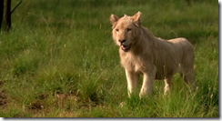 White Lion (2010)3