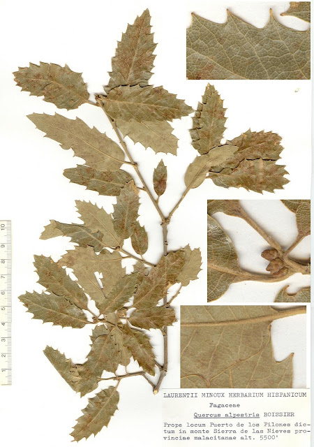 Lámina del herbario LAURENTII MINOUX HERBARIUM HISPANICUM. Ramillo de Quercus alpestris BOISS recogido en el Puerto de los Pilones en agosto de 1977. Fuente: Dr. Laurent Minoux, http://www.minouxia.fr/minouxia-herbar-hisp.htm