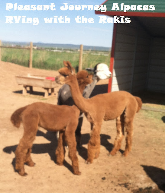 Our Harvest Host experience at Pleasant Journey Alpaca Ranch in Hesperus, Colorado - from Heidi Raki of RVing withe the Rakis