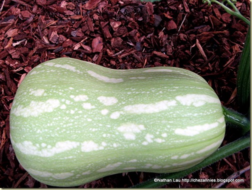  Our One and Only Butternut Squash
