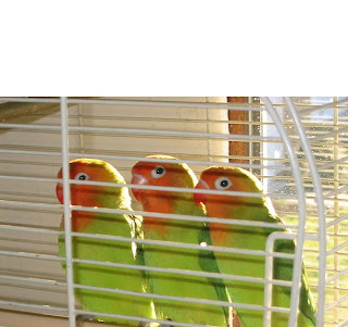 Lilian's Lovebird Nyasa Lovebird (Agapornis lilianae)