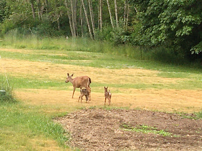 doe and fawns