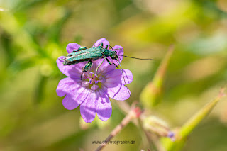 Makrofotografie Naturfotografie Weserbergland Olaf Kerber