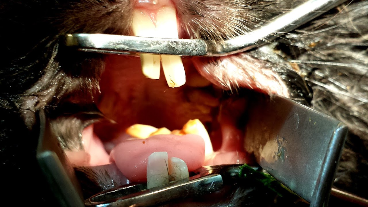 Green Bay Oral Surgery