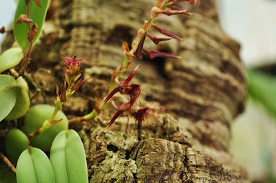 Bulbophyllum barbigerum care and culture