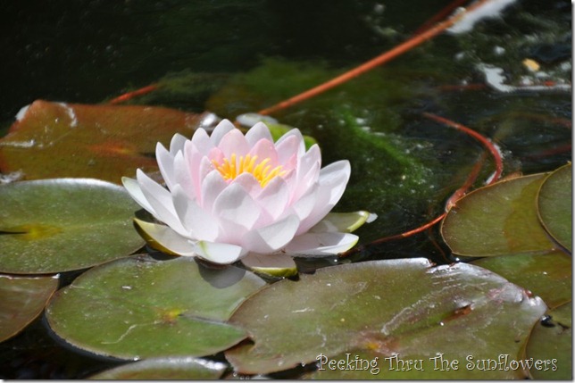 water lily 2013 close-up 002