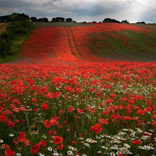 Klaproos, Papaver Rhoeas, stinkrozen, slaaproos, kollenloem, red corn poppy