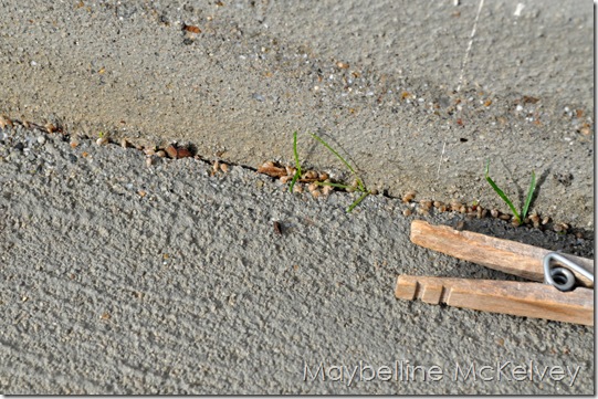 DSC_2284_5505