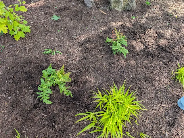Autumn Ferns