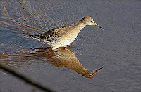 Photo Gallery Birds