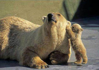 funny animal photos really cute pic of young baby polar bear and mother