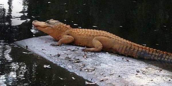 http://static.inilah.com/data/berita/foto/1126352.jpg
