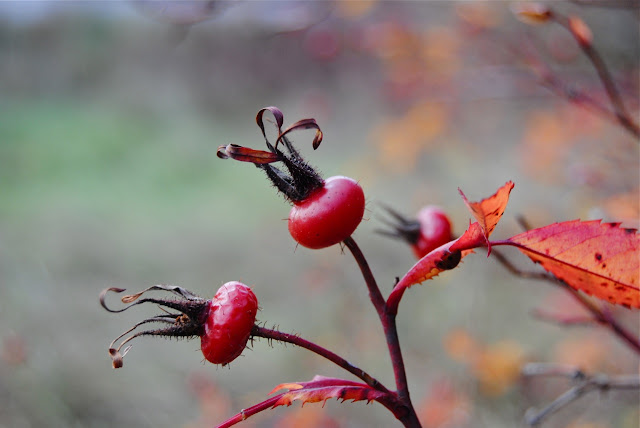 Rosehips Rosa carolina